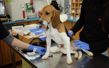 Uno dei beagle sequestrati