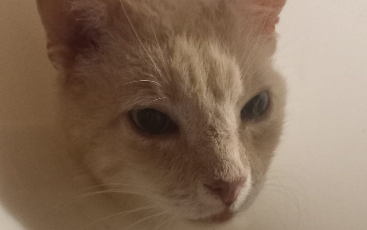 Gatto Boss