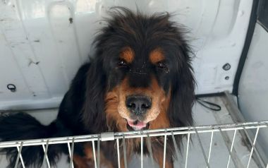 Uno dei cani salvati dalla Lav