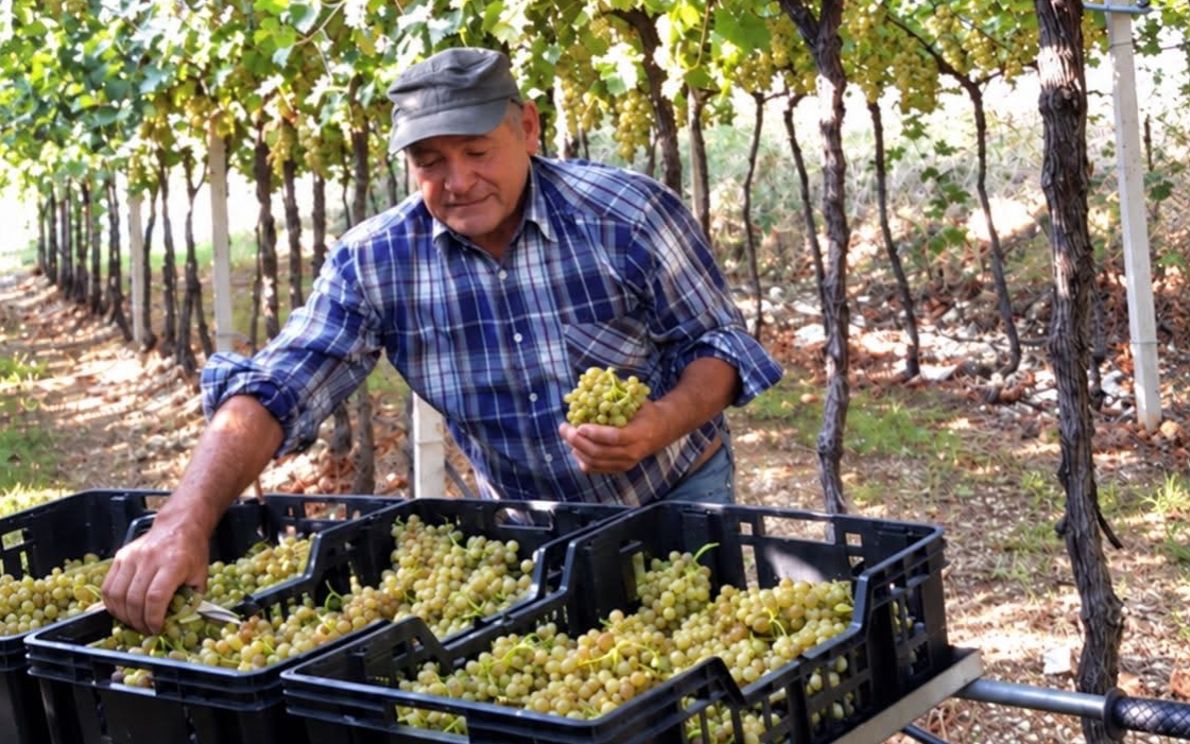 Gino Magnabosco