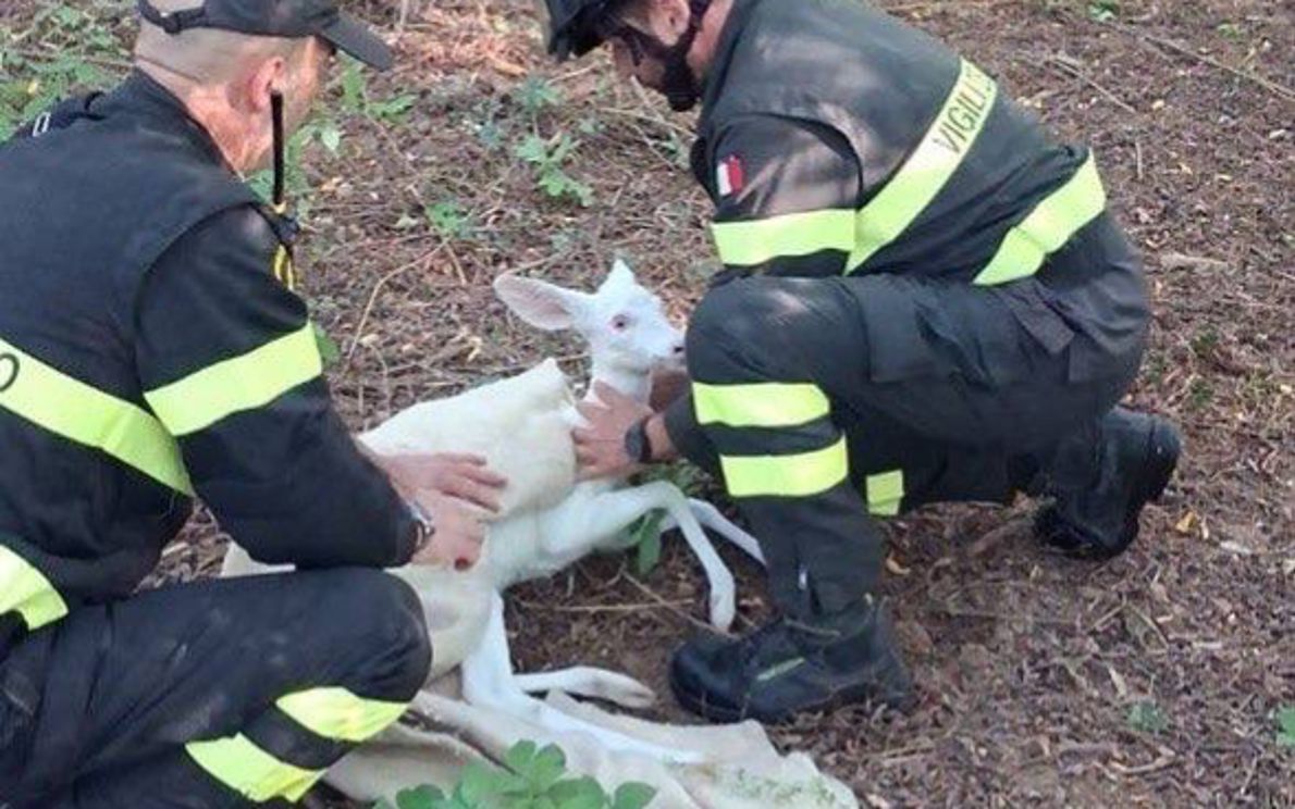 Capriolo albino salvato dai Vigili del Fuoco