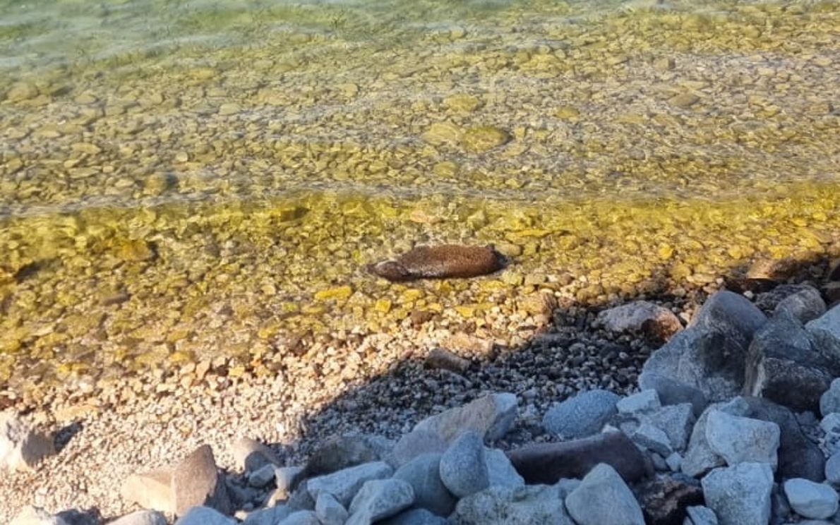 Cinghiale morto a Torri