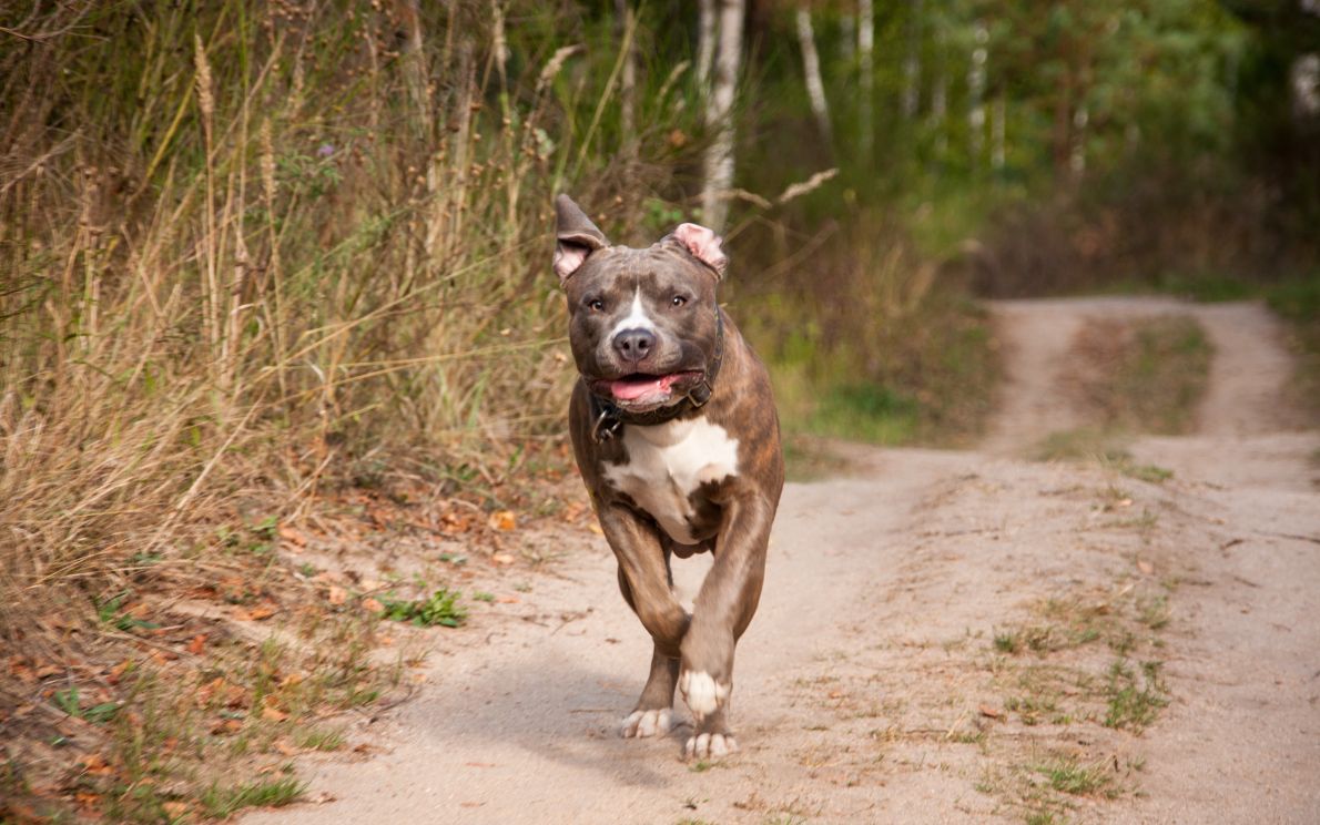 Un Amstaff