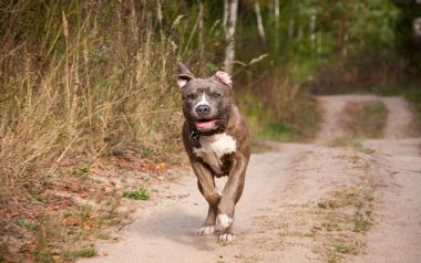 Un Amstaff