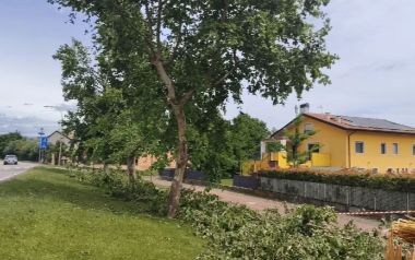 Platani a San Martino