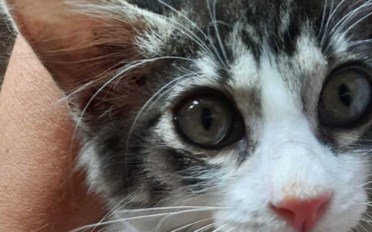 Corbo Balie feline