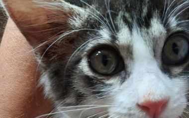 Corbo Balie feline