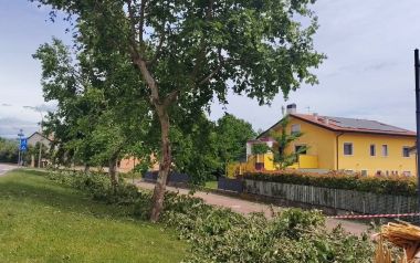 Platano a San Martino