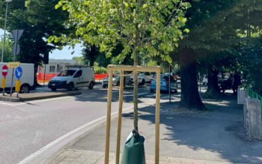 Uno dei 600 nuovi alberi