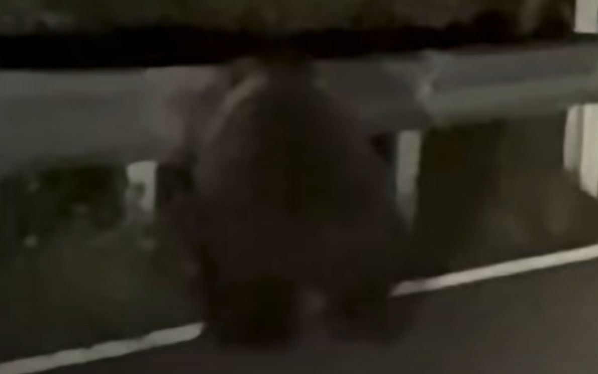 Orso ad Asiago