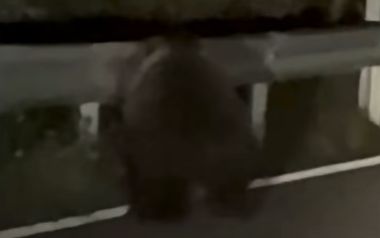 Orso ad Asiago
