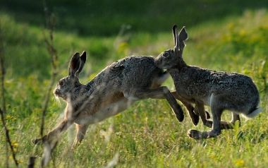 caccia alla lepre (foto ANSA)